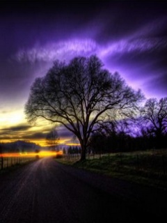 Tree.jpg