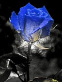 Bloody rose.jpg