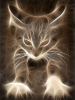 Cool_Cat.jpg
