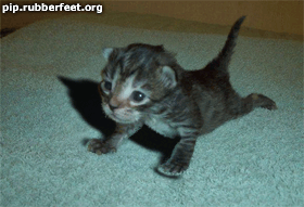 Jednou budu tygr!.gif