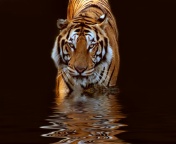 tyger.jpg